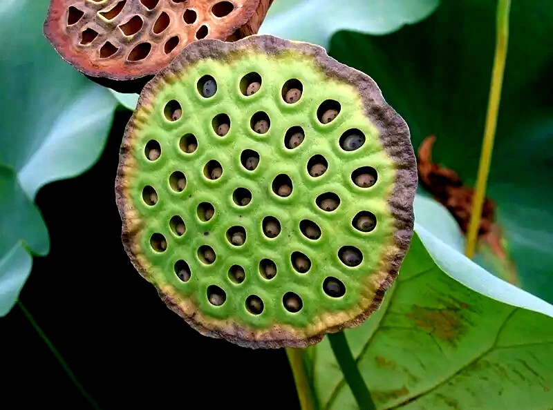 Sacred Lotus Flower Seeds (Nelumbo nucifera) Edible Aquatic Water Lily Plant