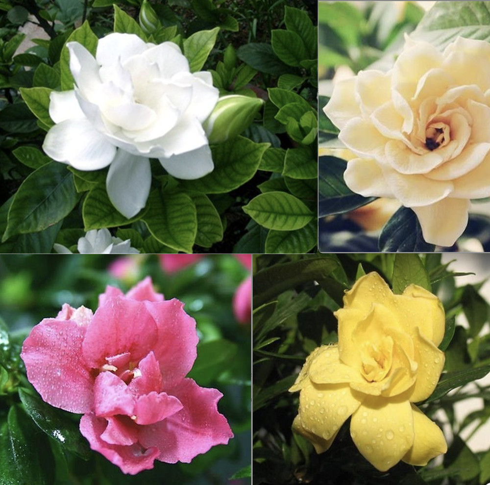 20 SEEDS GARDENIA for germination blossom flowering bud bloom exotic garden bed