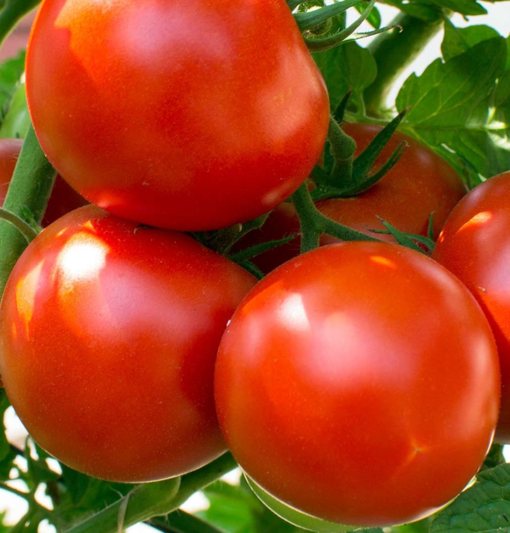 OREGON SPRING TOMATO SEEDS 100+ determinate VEGETABLE garden SALADS sauce SOUPS