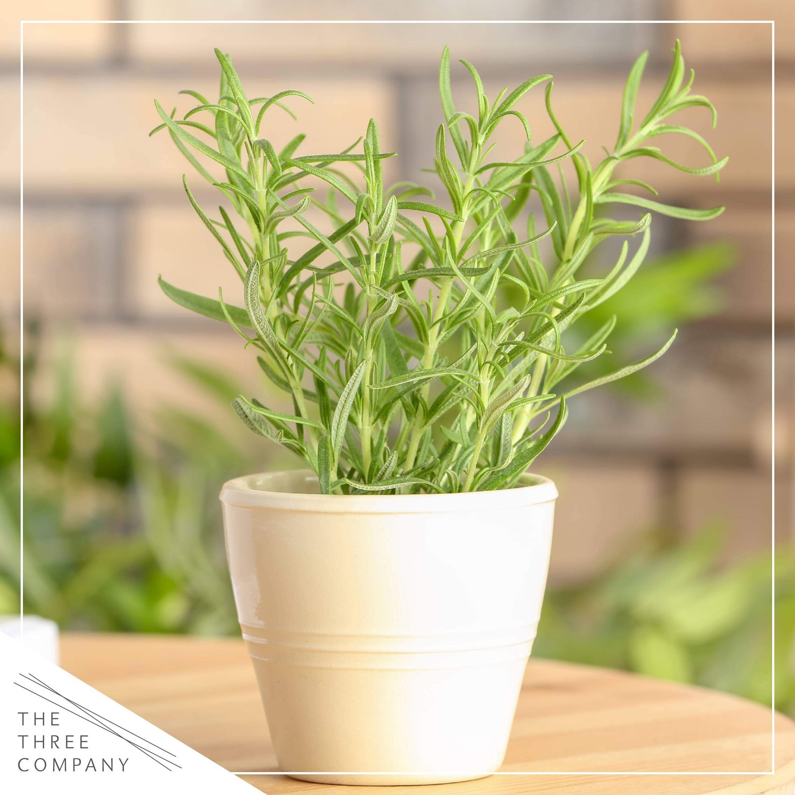 Aromatic Edible Rosemary Herb Pack – Enhances Breathing & Air Quality, 8″x3″