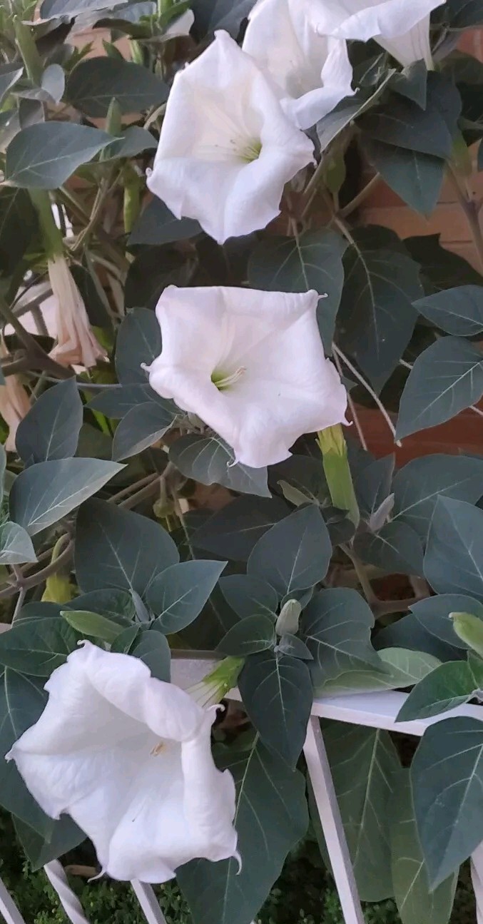 140÷150 Seeds. Datura Stramonium, Jimson Weed, Thorn Apple, Devil’s Trumpet