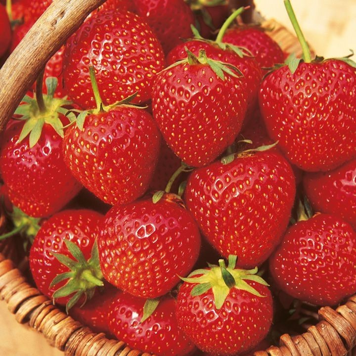 24 Strawberry Plants “Sweet Charlie”-SUPER-SWEET (Pack of 24 Bare Root)Zone: 4-9