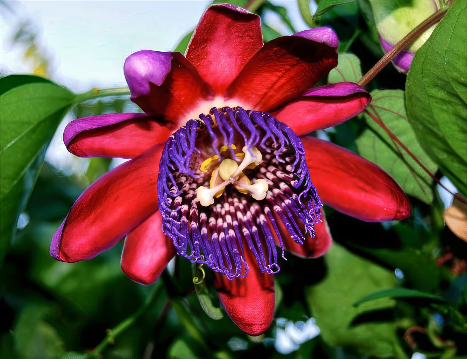 10 GIANT GRANADILLA SEEDS Passiflora quadrangularis Passionfruit Flower Plant