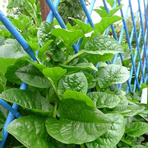 200+ Malabar Spinach Seeds for Planting Ceylon Spinach Rau Mong TOI Green St…