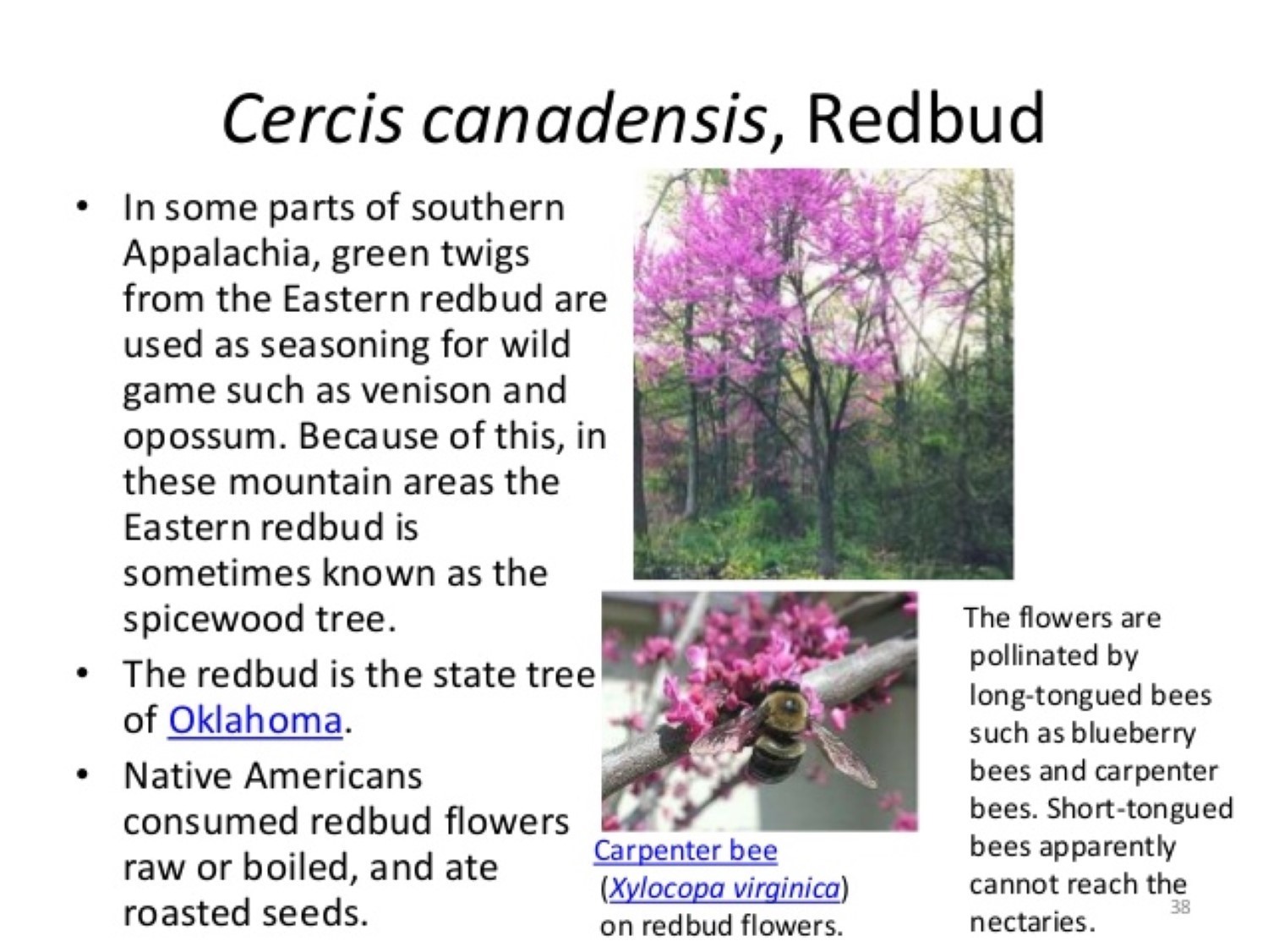 Eastern Redbud tree (Cercis canadensis) 1 year old plant 6-10 inches tall