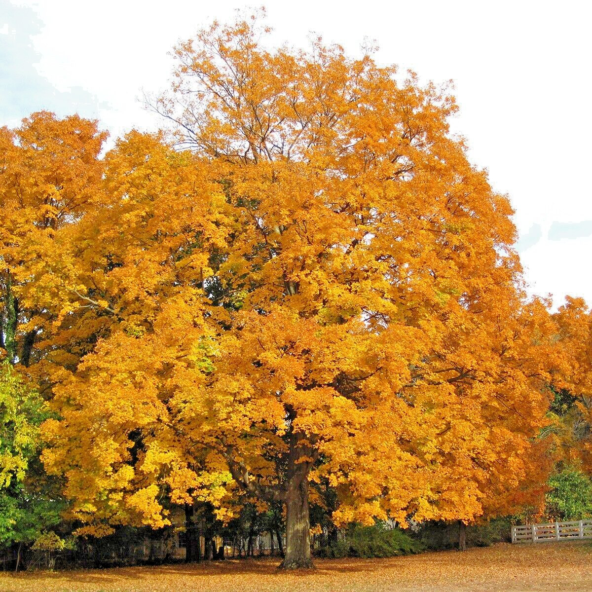 Northern Sugar Maple Tree | Premium Seeds | Acer saccharum ‘Summer’ | Plants’®