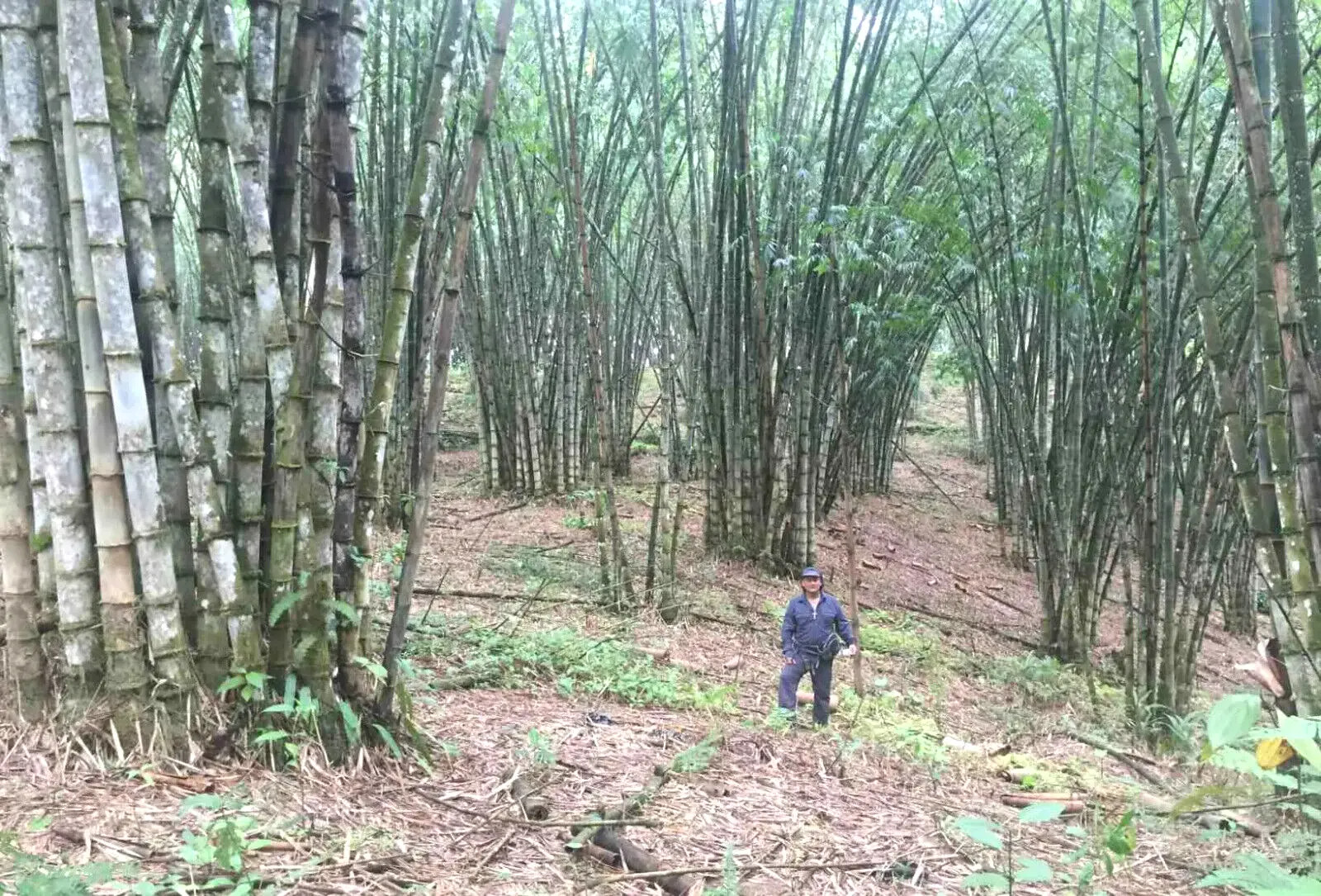 10 Black Male BAMBOO SEEDS