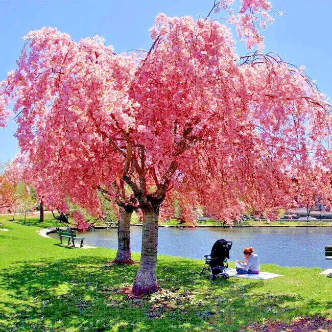 Japanese “WEEPING SAKURA” Cherry Blossom Flower Tree Seeds (pendula) Fast Hardy