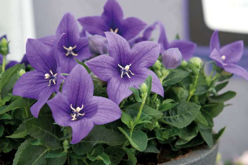 Platycodon Seeds 25 Seeds Balloon Flower Platycodon Pop Star Blue