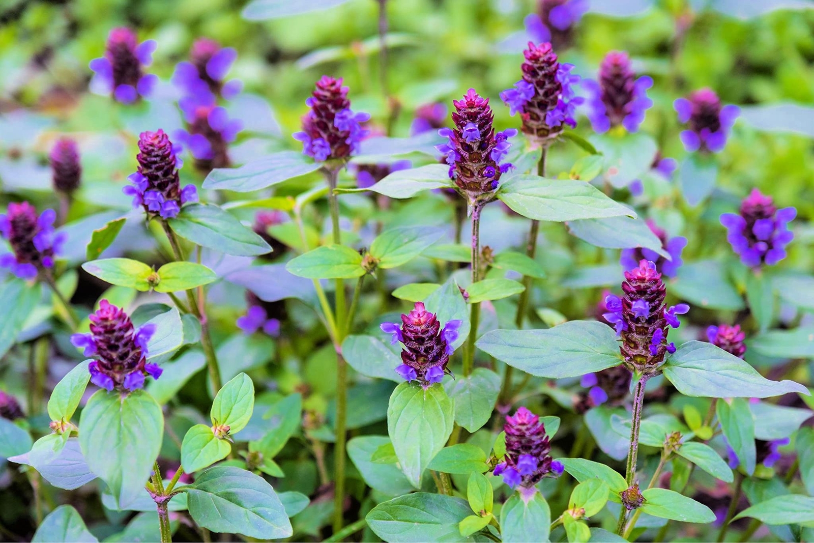 Heal All Plant Seeds for Planting (50 Seeds) – Prunella Vulgaris