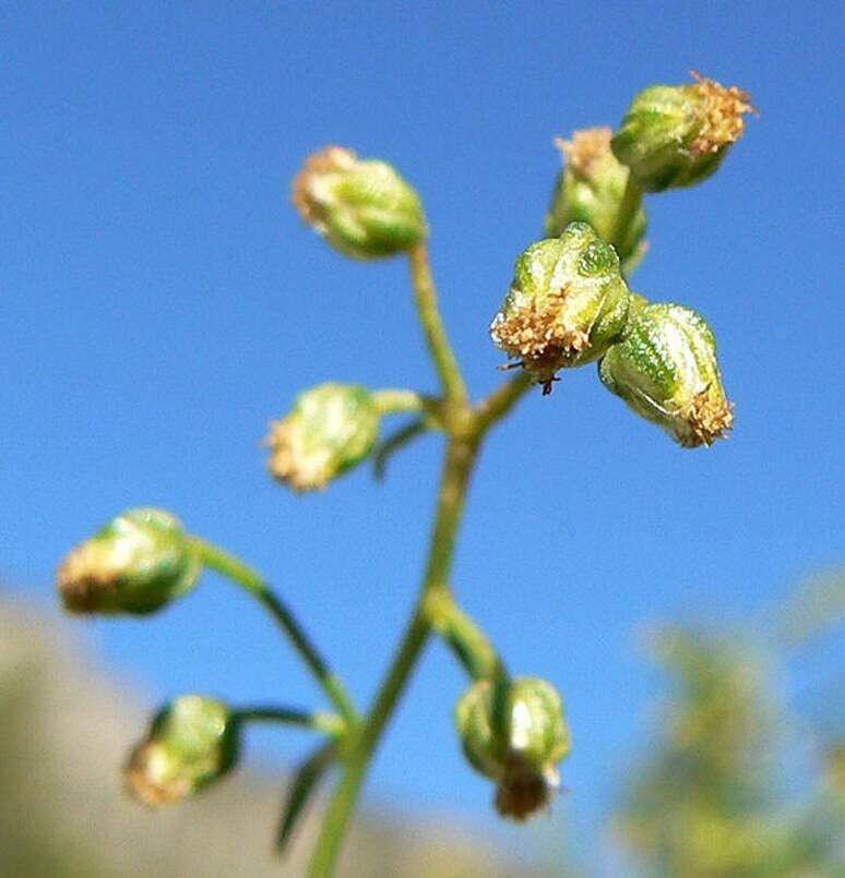 Tarragon Herb Seeds for Planting (50 Seeds) – Artemisia Dracunculus, Dragon Herb