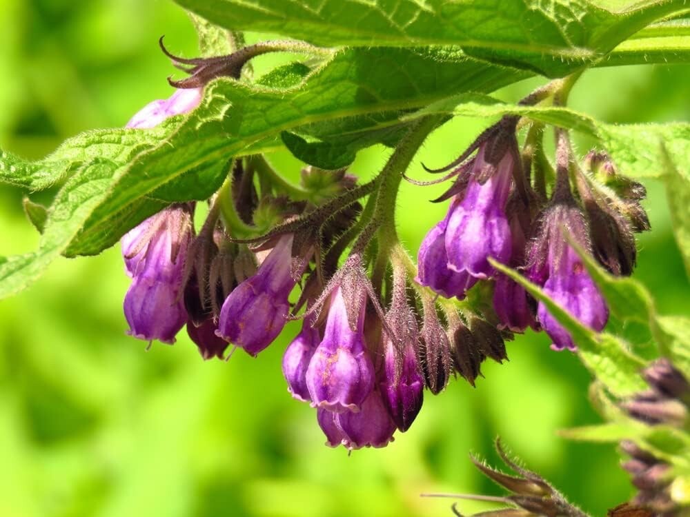 True Comfrey Seeds for Planting (Symphytum officinale) Non GMO, Heirloom – Made