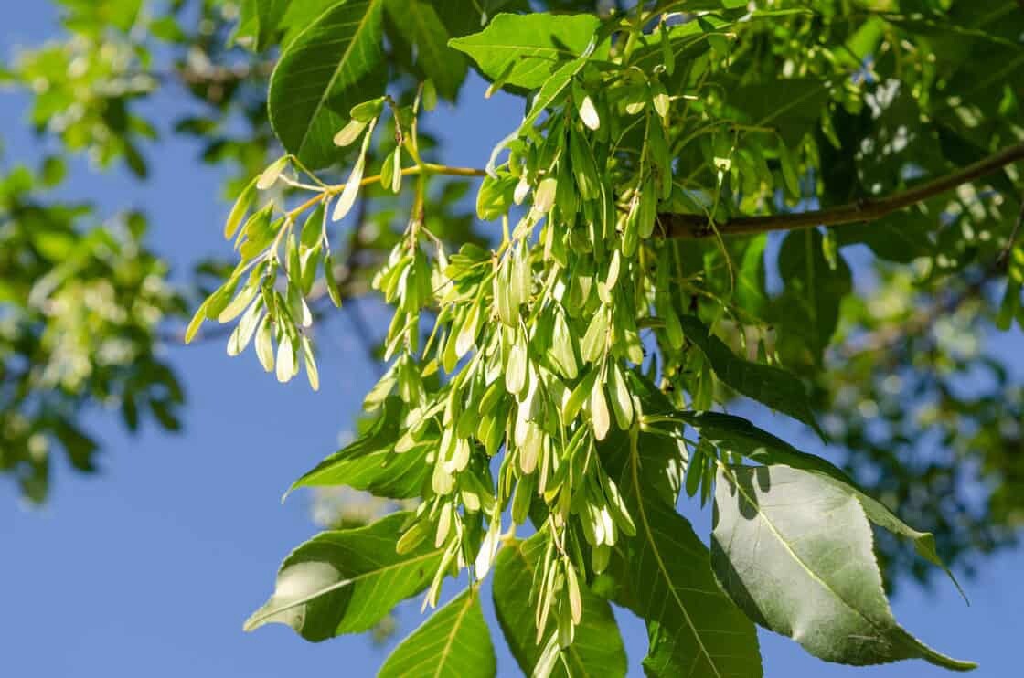 Green Ash tree seeds 15