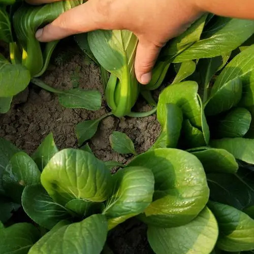 Brassica -Atlas Crisp