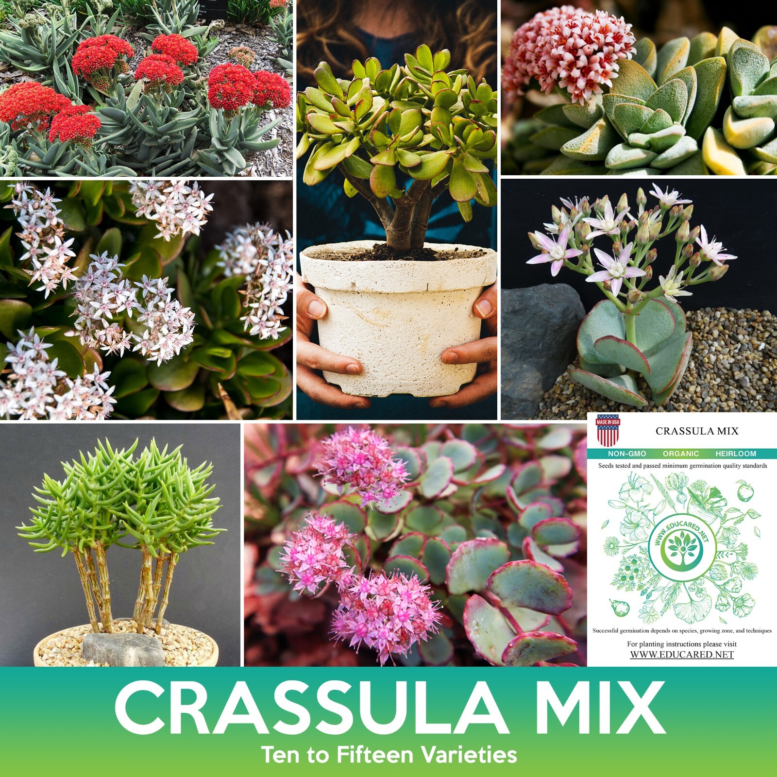 Crassula Succulent Mix Seeds (Very small seeds)