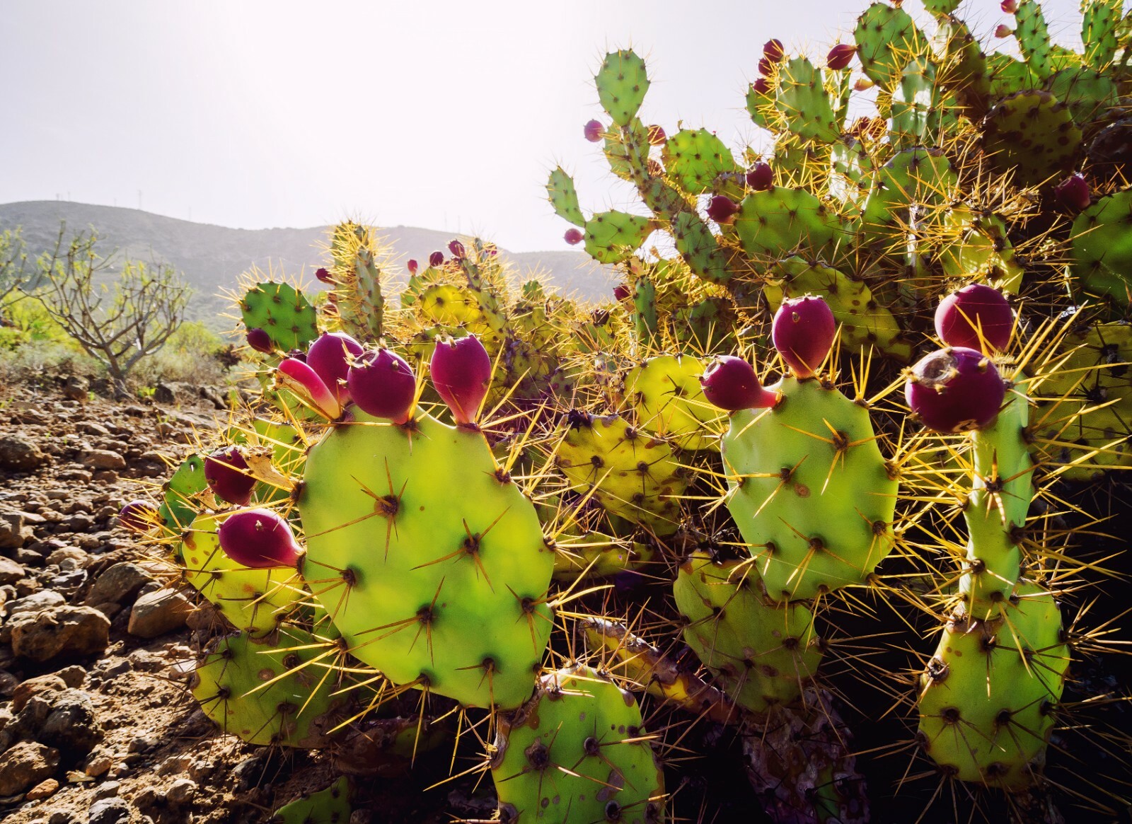 Cactus Pear {Opuntia ficus-indica} 10 seeds Free Shipping! US seller