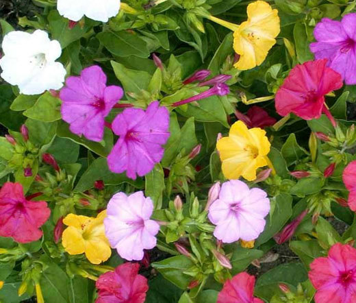 FOUR O’CLOCK Mirabilis Jalapa – 100 Bulk Seeds