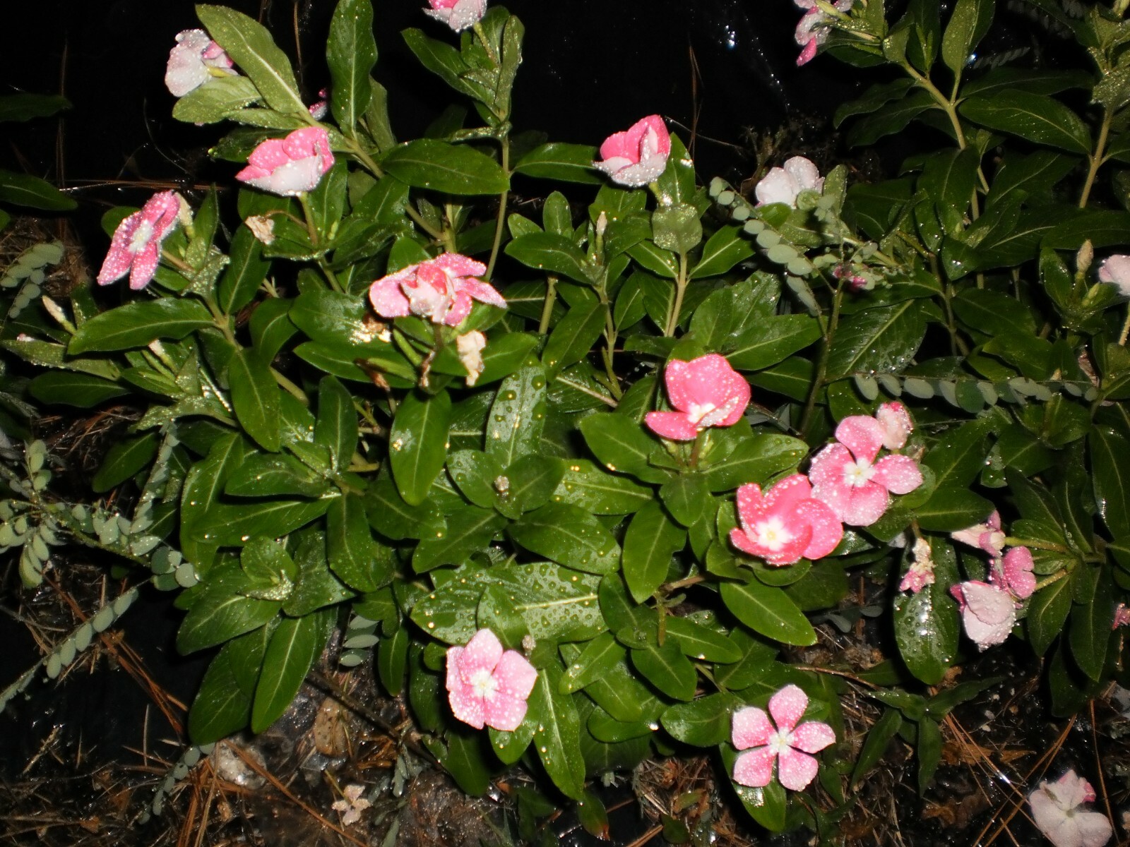 Vinca Flower Plants, 5 + 5 good size plants, Bare Roots, mixed colors, July 2020