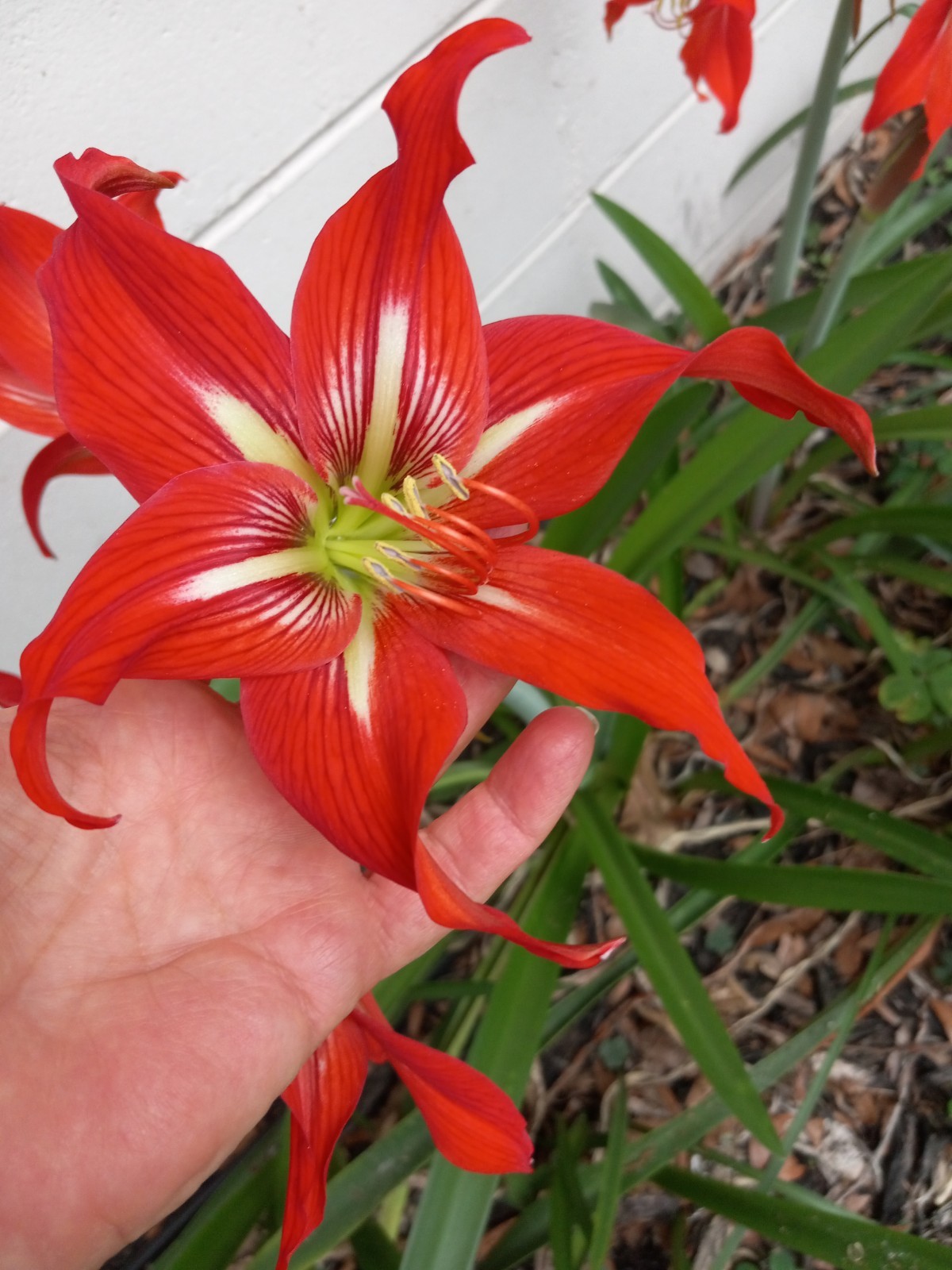 Amaryllis 20+ Seeds Florida Grown FREE SHIPPING