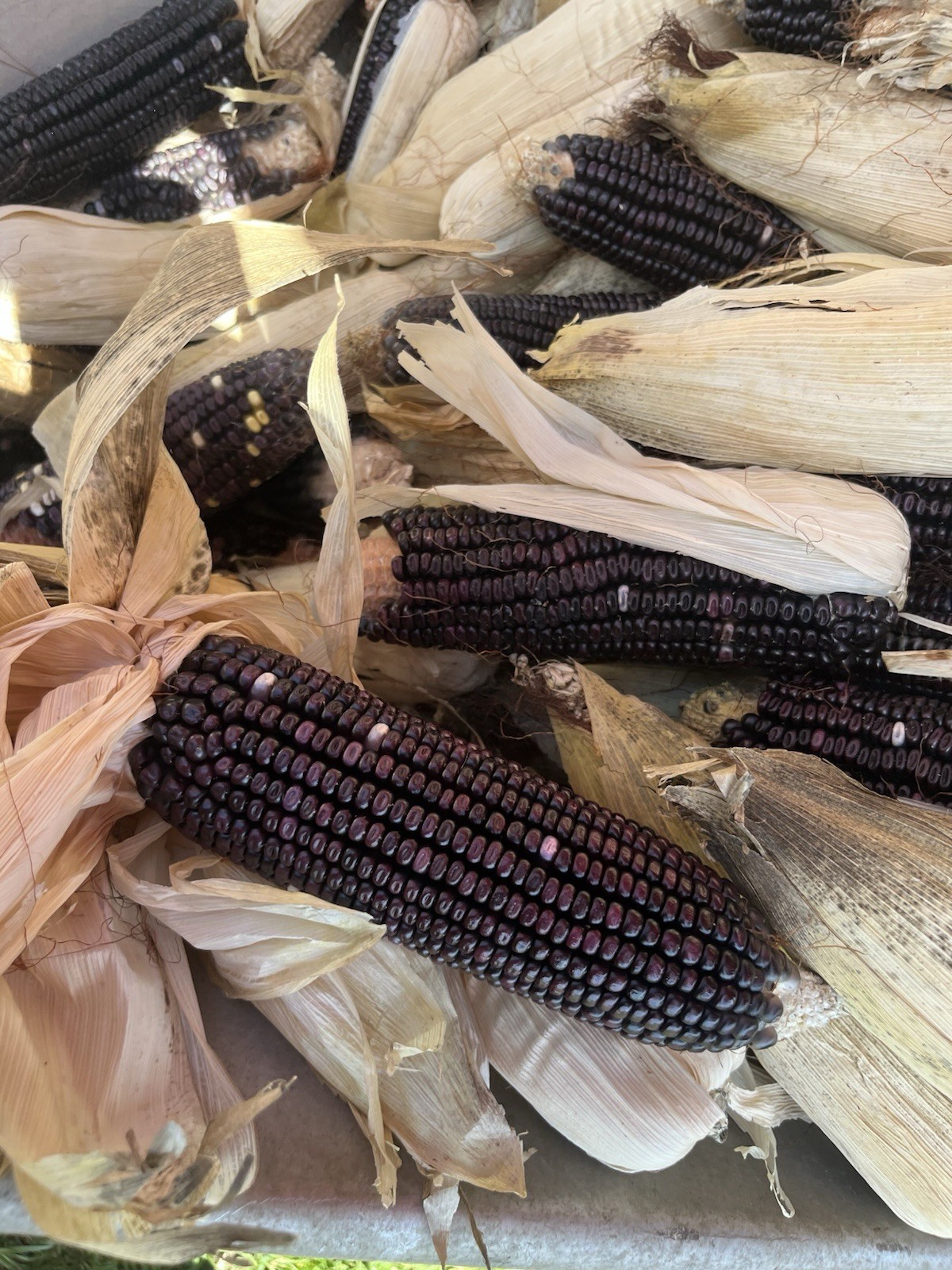 Ohio Blue Seed Corn 5 Pounds