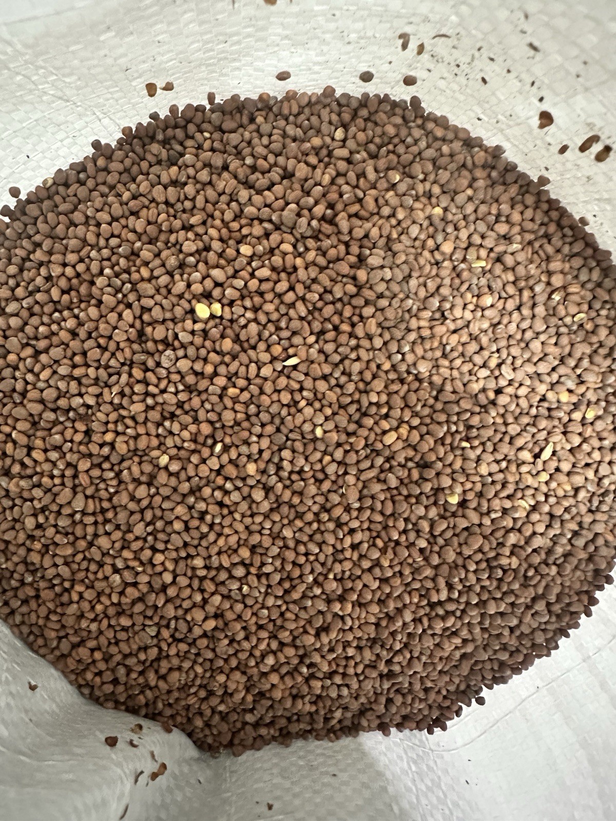 5 LB Tapper Daikon Radish FOOD PLOT SEED, Deer, Turkey, Wildlife