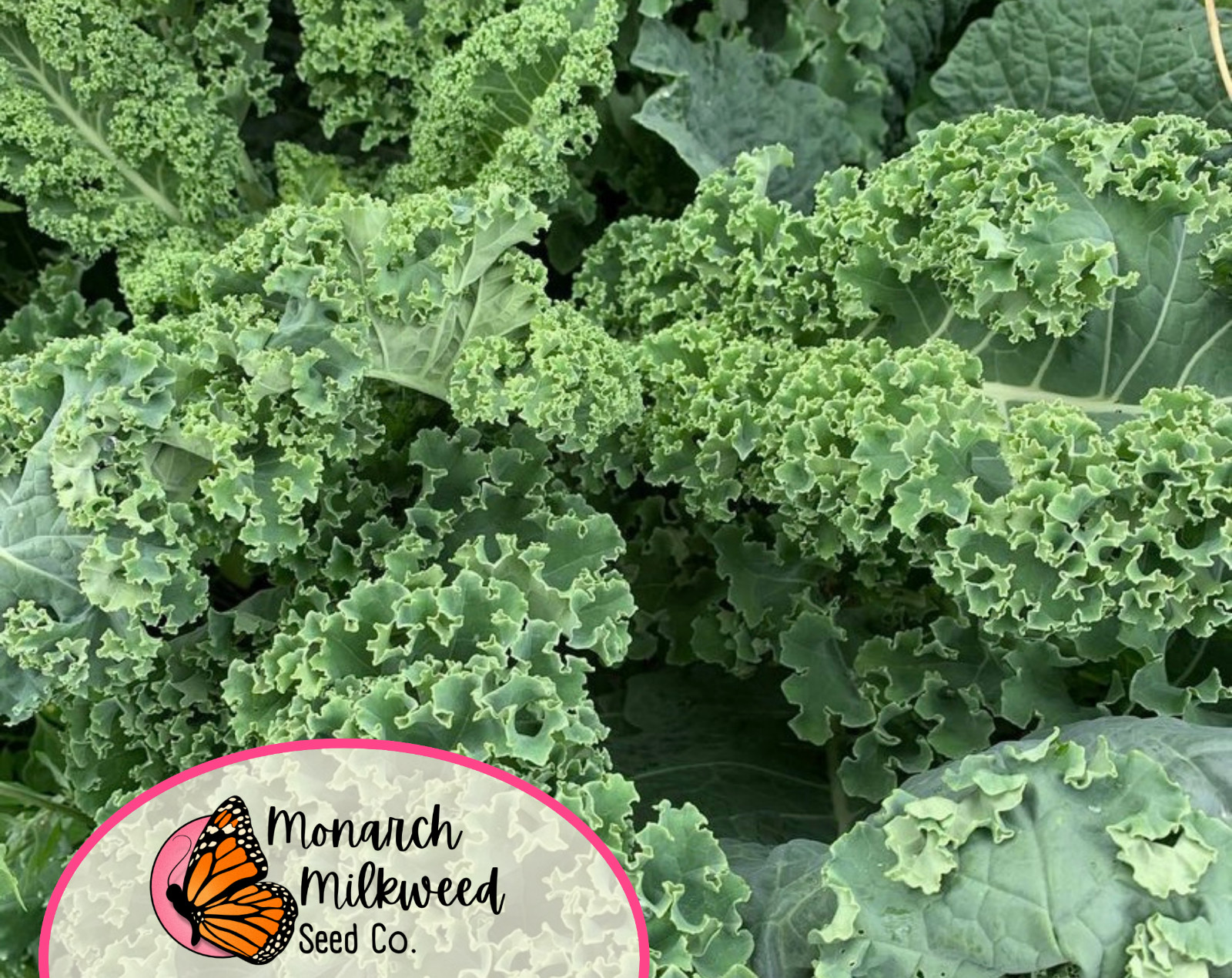 3700+ Mustard Seeds ‘Southern Giant Curled’ | Heirloom, Non-GMO Vegetable Garden