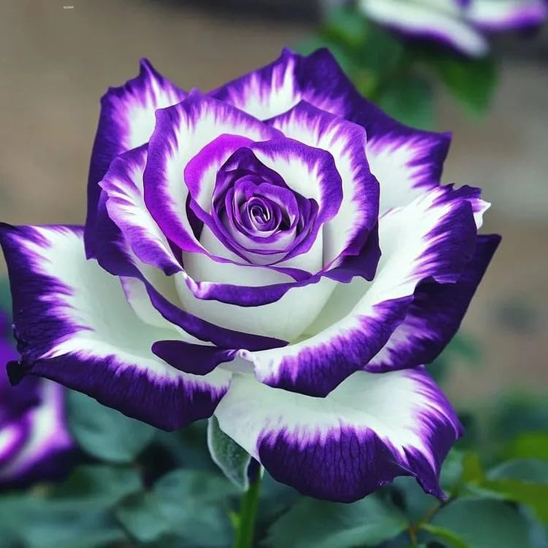 300+Mixed Climbing Rose Rosa Seeds for Planting Outdoors -Heirloom Garden Vine