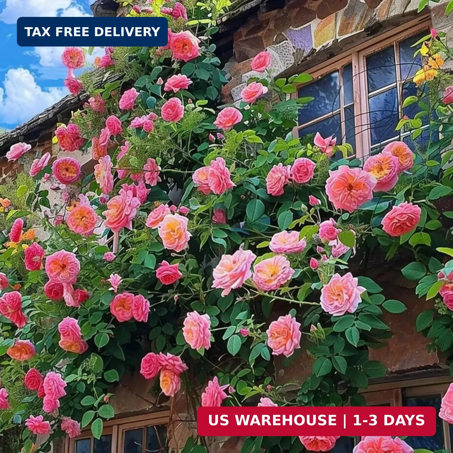 Climbing Rose Seeds for Planting – 300+ Hybrid Climbing Rose Seeds Non-GMO Heirl