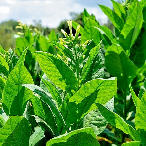 Mohawk Heirloom Nicotiana Rustica Tobacco Seeds – Sacred Ceremonial Mapacho
