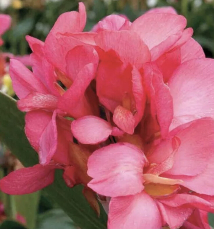 Canna Pink Lily Princess Pink Hawaiian Lot Of (3)Rhizomes Bright Pink Flower