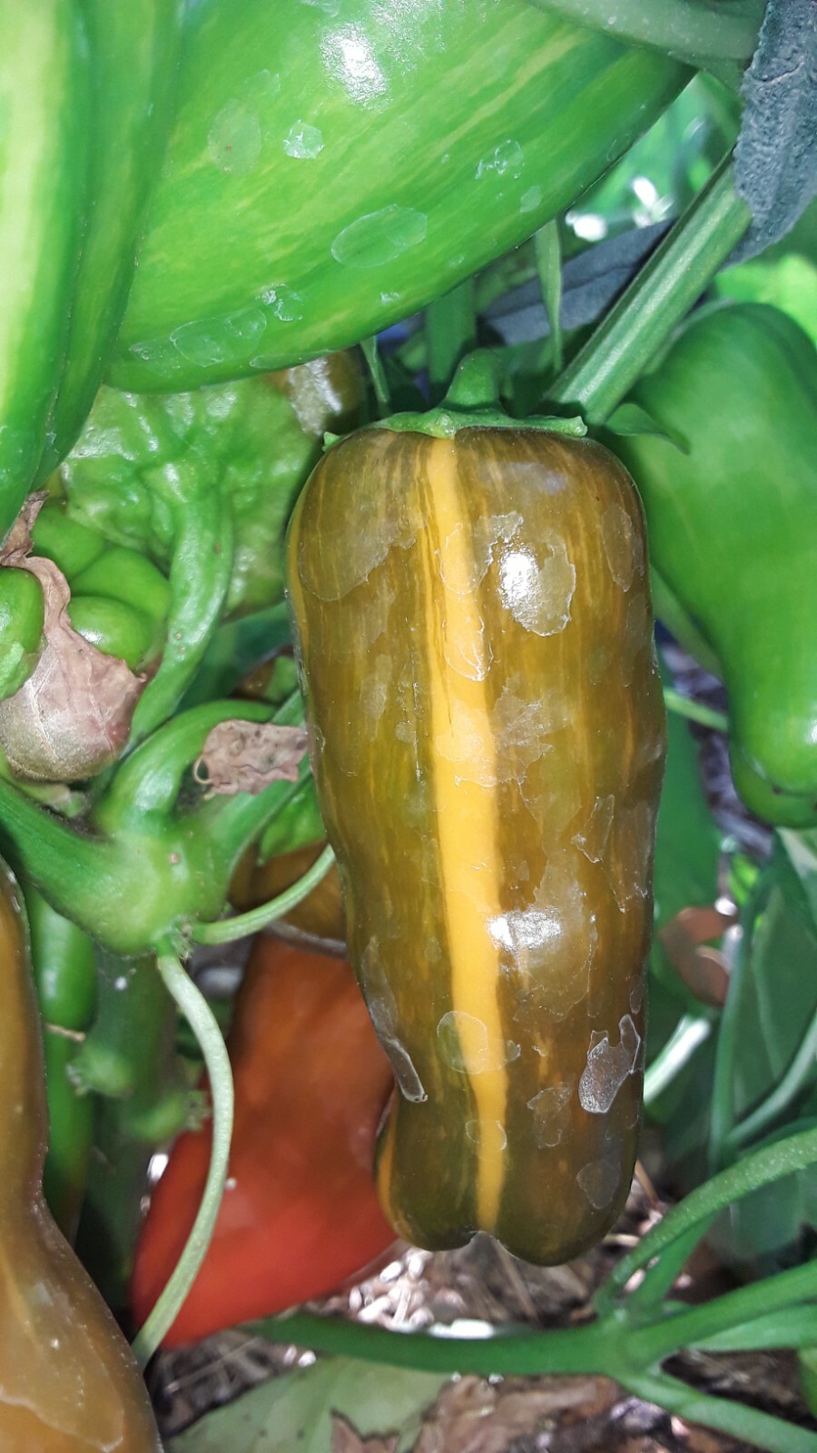 50+ Candy Cane Pepper seeds. Very sweet and hot. Open Pollinated