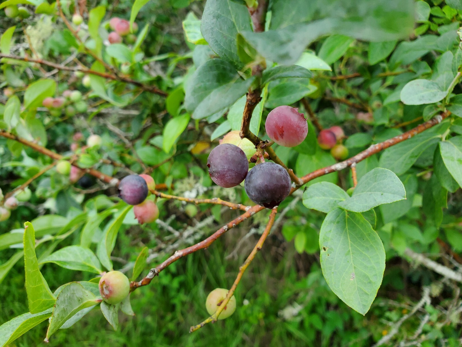 75 FLORIDA RABBITEYE Blueberry Seeds rabbit eye blue berry vaccinium virgatum
