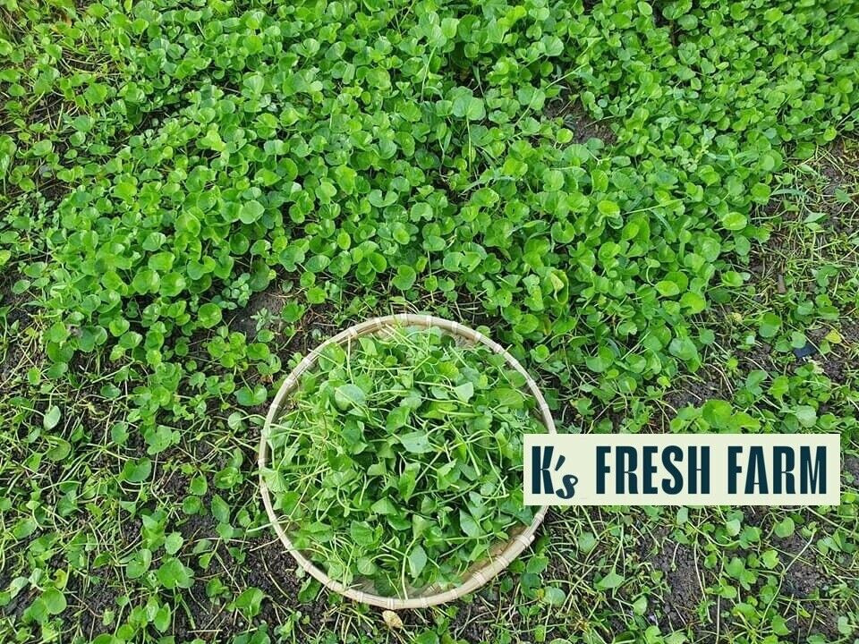 Pennywort, Gotu Kola Seeds (Big Leaf/Small Leaf) Hạt Giống Rau Má(Lá Lớn/Lá Nhỏ)