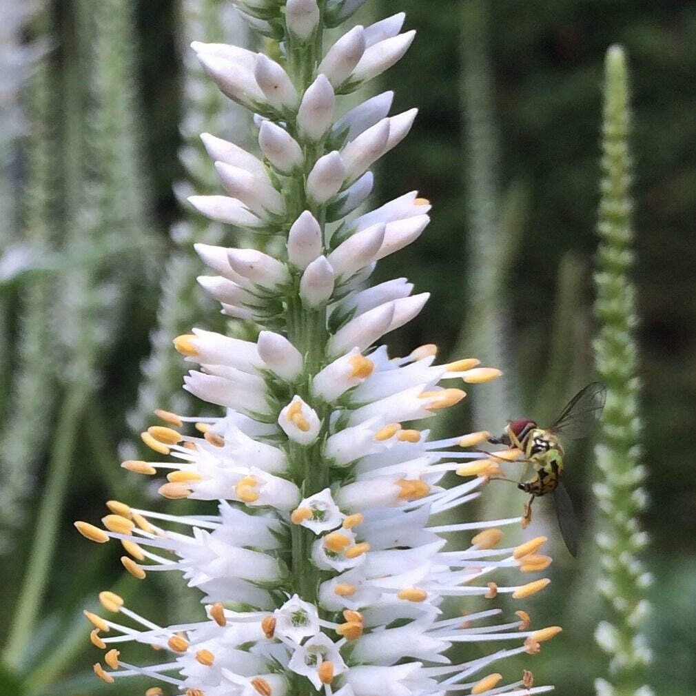 Culver’s Root Seeds (Veronicastrum virginicum) ~Native Wildflower Pollinator