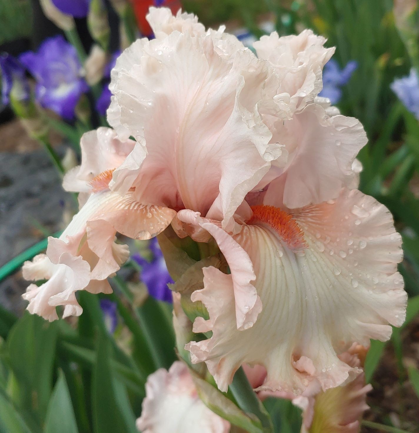 ‘Double Platinum’ TB Rebloom Bearded Iris Rhizome PRE-SALE to Ship Aug/Sept