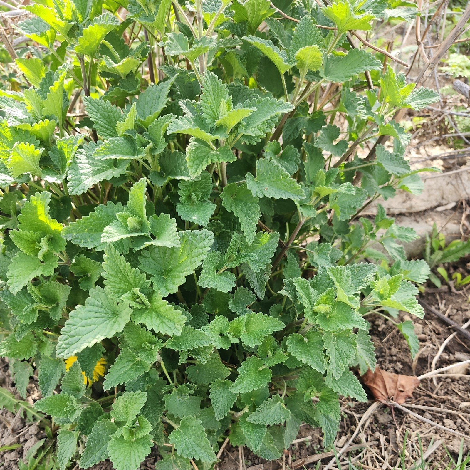 500 Catnip Seeds/smallbud – Nepeta cataria Seeds- Medicinal Herb – Cat Friendly!
