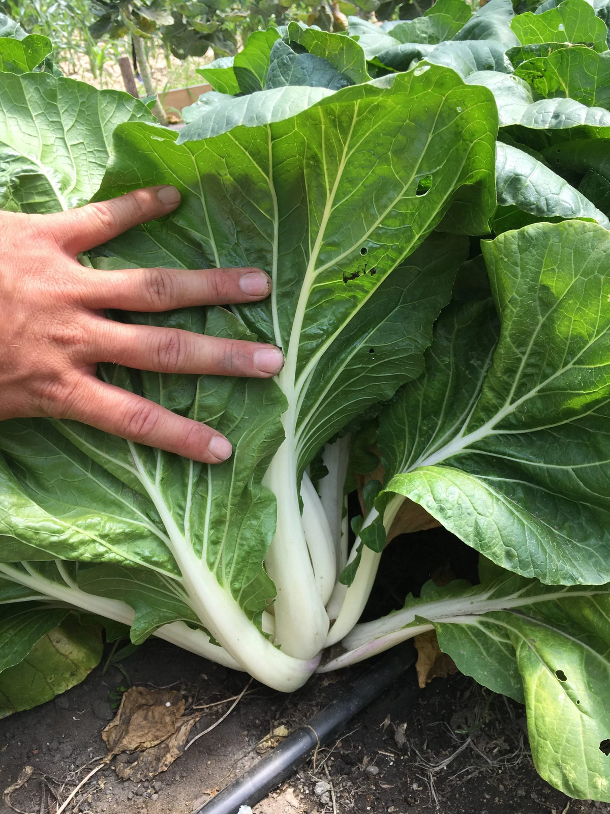 Large White Stem Bok Choy Seeds | USA Asian Chinese Pak Choi Cabbage Seed 2024
