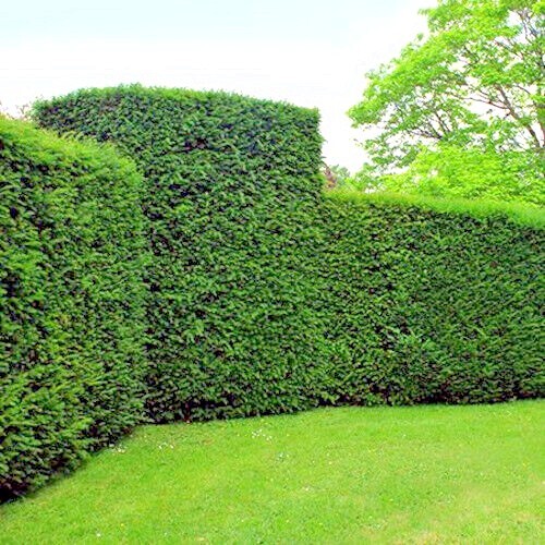 10 Japanese “Spreading” Yew (Taxus cuspidata) Tree Seeds, Bonsai or Landscaping