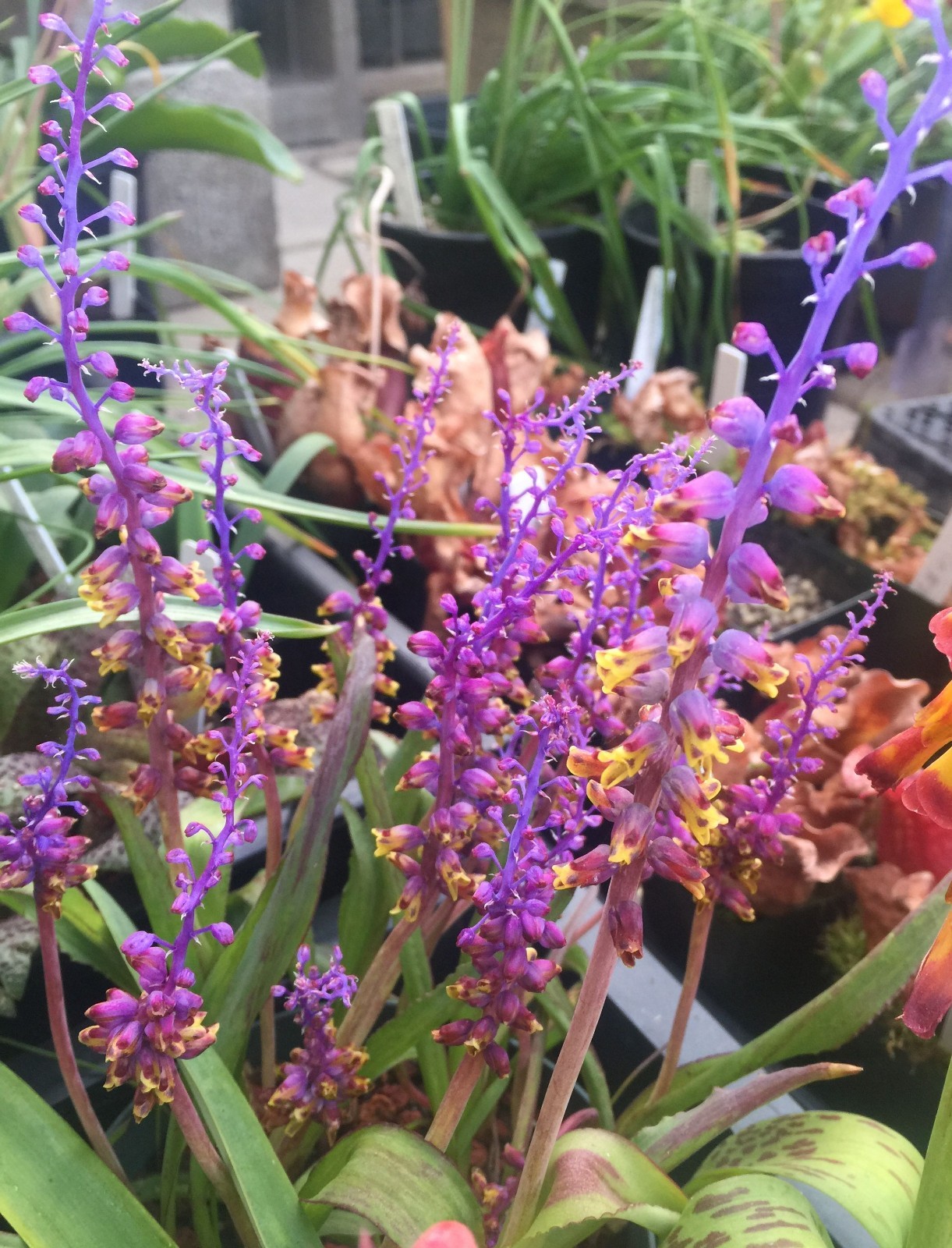 Bulbs D, CHOOSE 2: Lachenalia mutabilis, pusilla, quadricolor, Massonia,