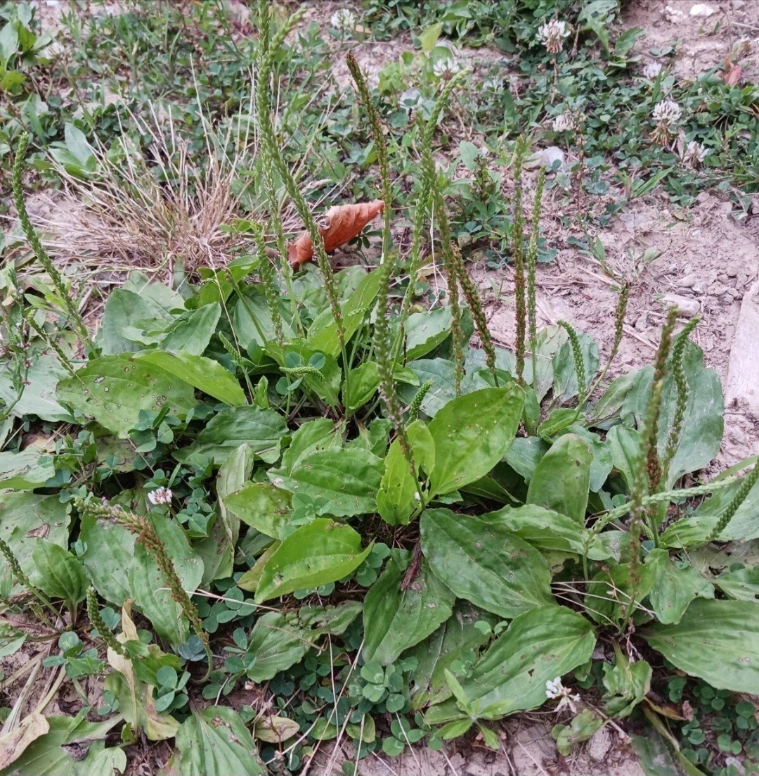 200+ Broadleaf Plantain Seeds