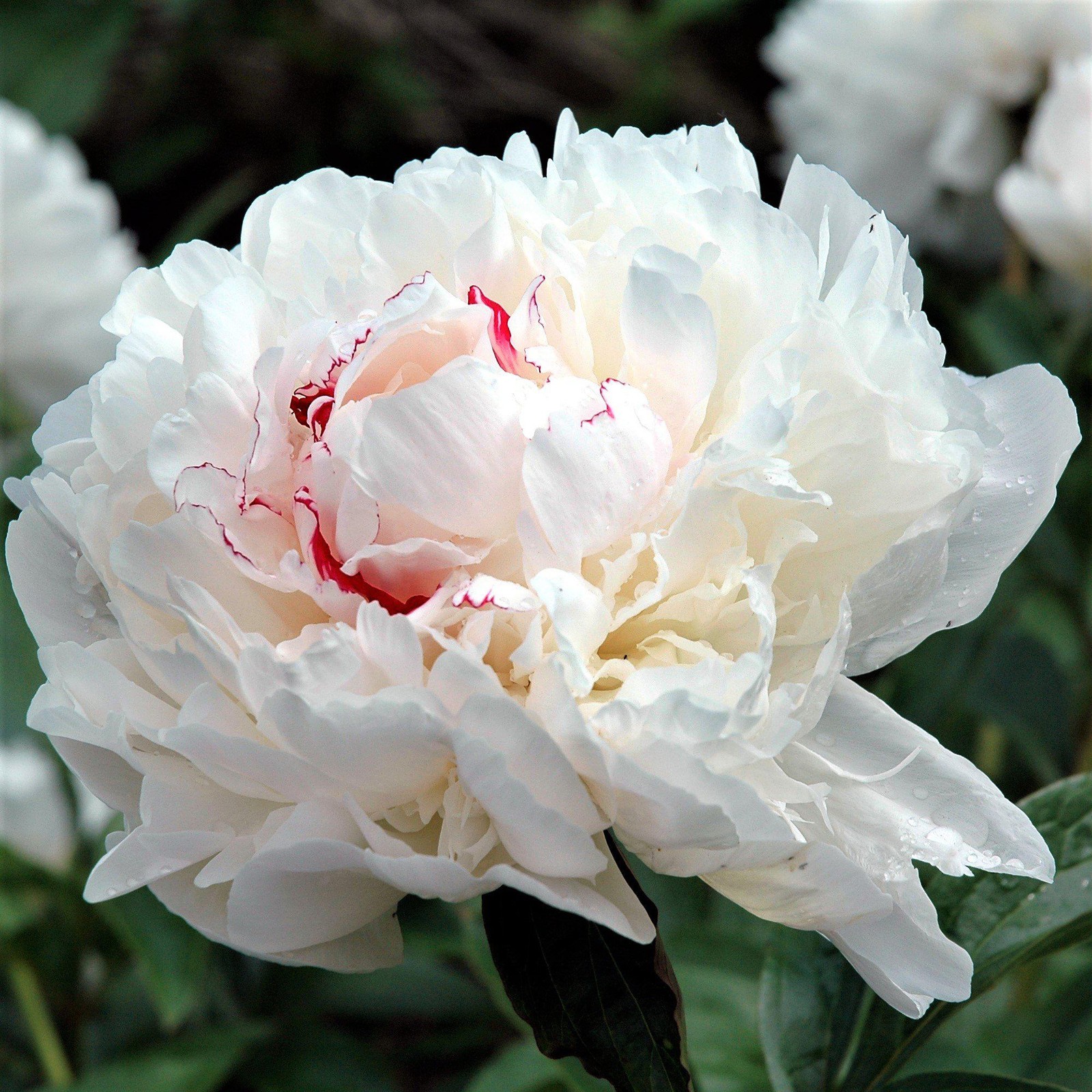 Easy to Grow Peony Festiva Maxima 1 Root Division – Spring Blooms, Easy to Grow