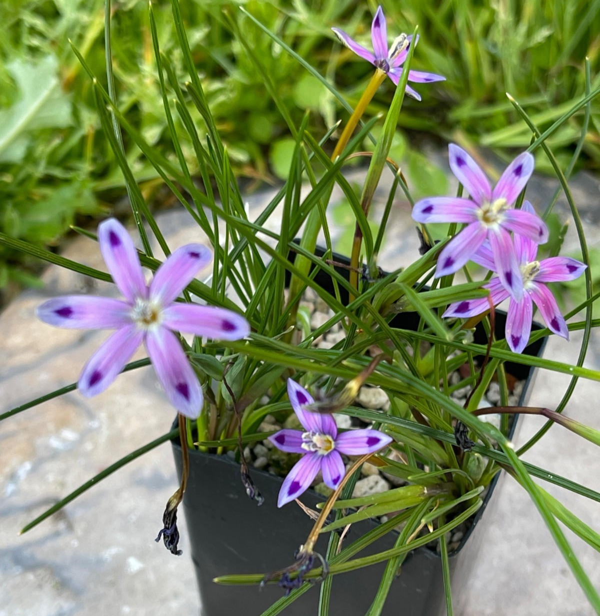 Bulbs E, CHOOSE 2: Oxalis palmifrons, Romulea hantamensis, Strumaria prolifera