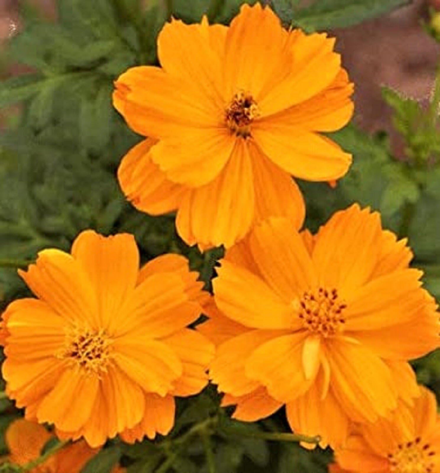 Beautiful Cosmos Gold Dwarf Sulphur Seeds 80+ Seeds -BUY 4 ITEMS FREE SHIPPING