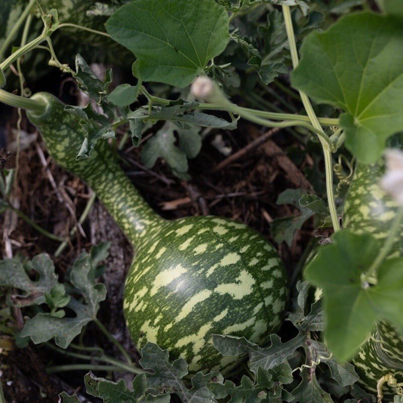 10 Gourd Seeds Speckled Swan, Heirloom, Non-GMO, Vegetables seeds USA Seller