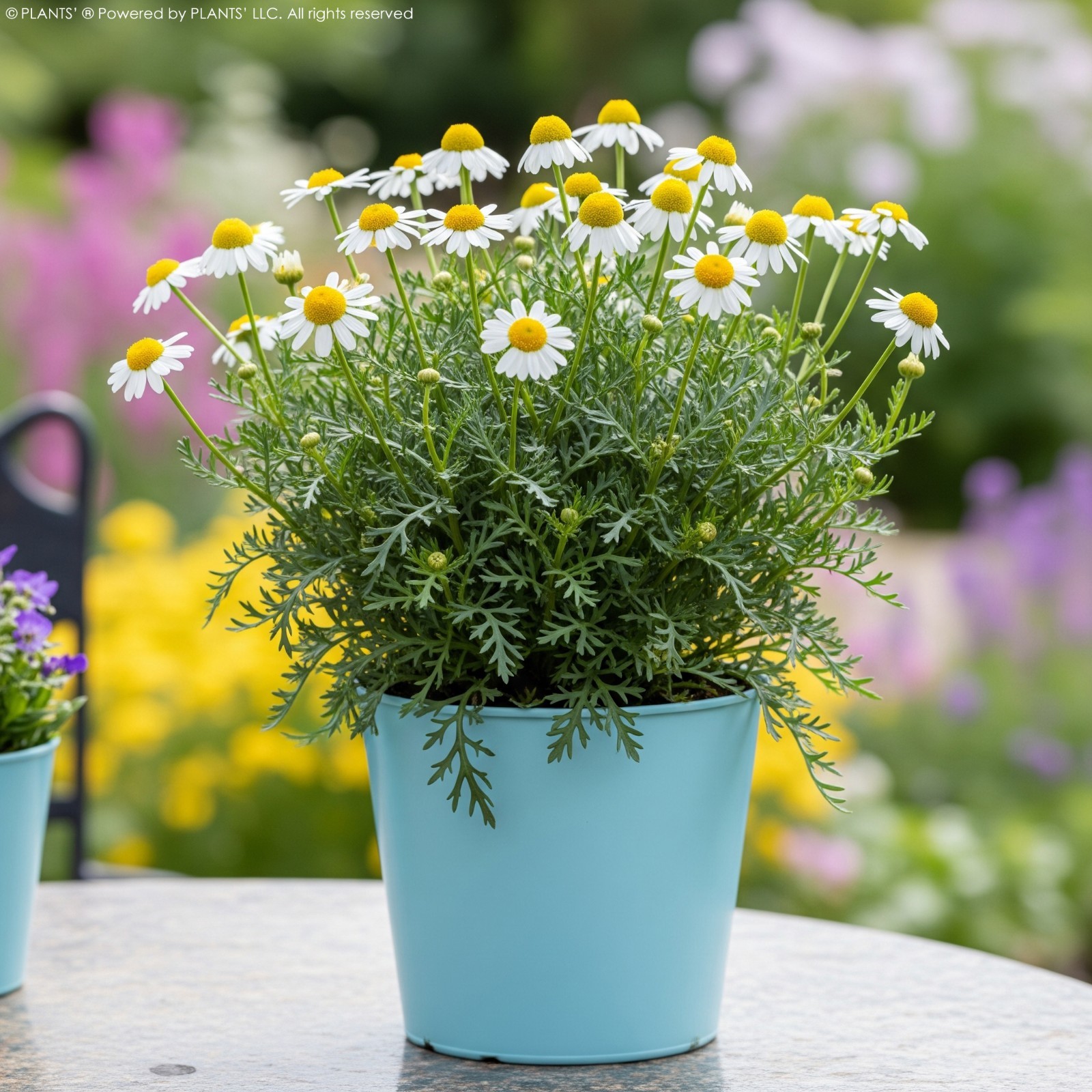 German Chamomile Flowers | Premium Seeds | Matricaria recutita | Plants’®