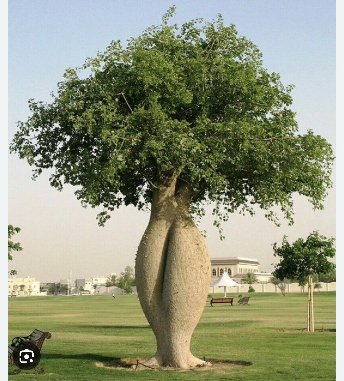 Pink Silk Floss Tree-Ceiba specios-Rare Tree! Beautiful Orchid Like Blooms!
