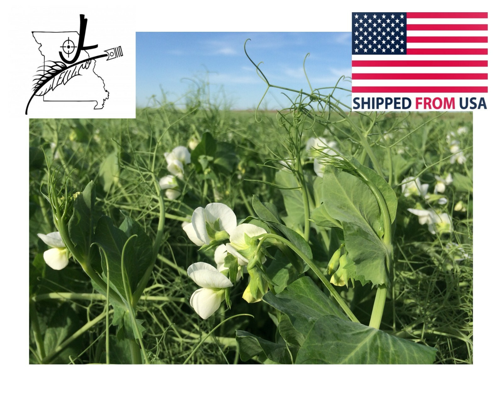 10 # LB Pound Austrian Winter Peas Field Open Pollinated Non GMO USA Cover Deer