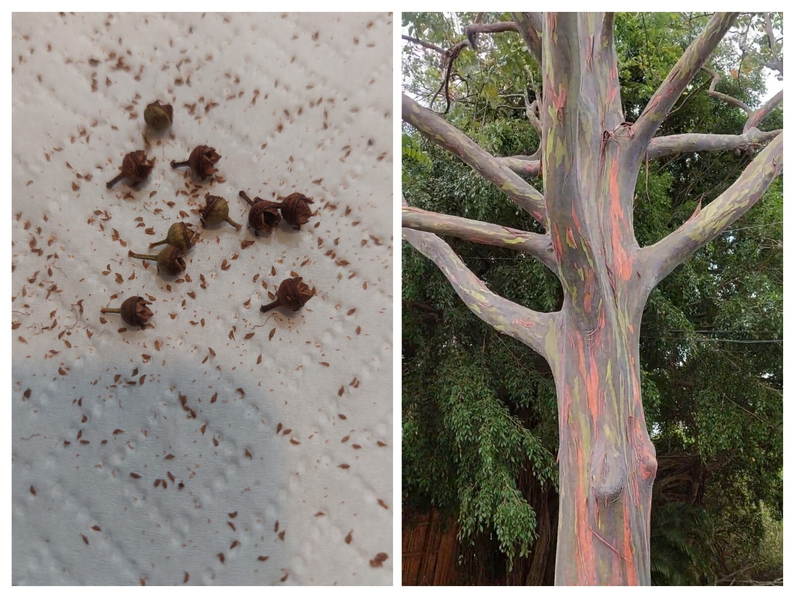 Rainbow Eucalyptus Tree Seeds (10 Pods) See Pictures.