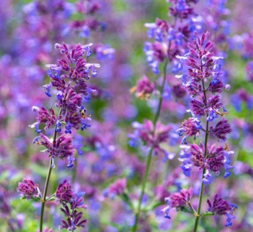 1000+ Catnip Seeds **Fresh Seeds** ~~Free Shipping~~