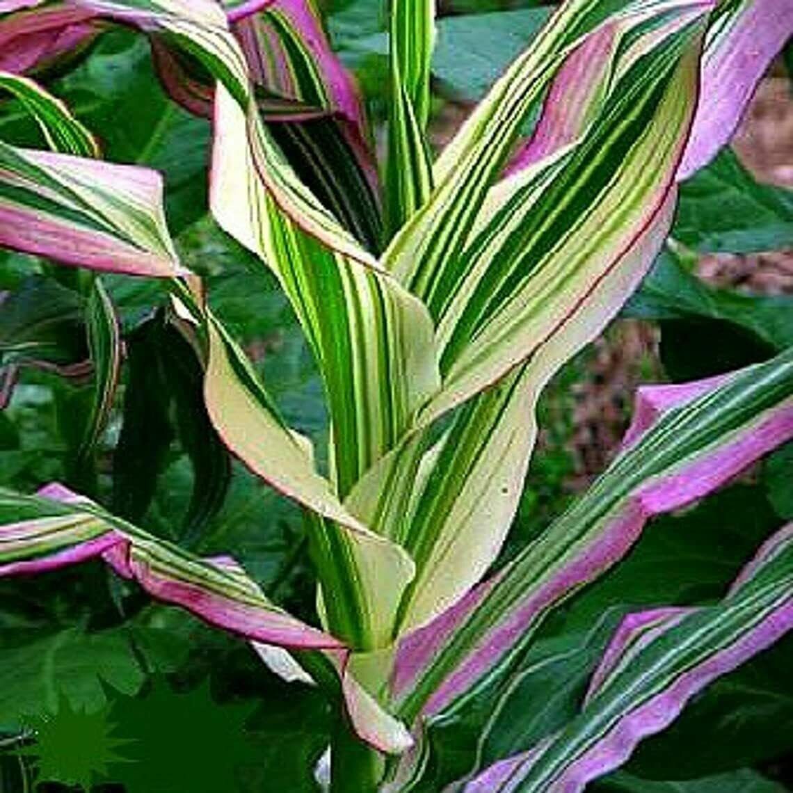 Candy Striped Corn Seeds 20 Seeds (RFS) -Pink Zebra Corn- Prized for Popcorn